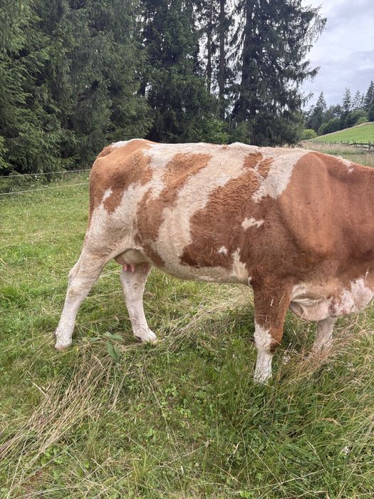 Vaca baltata romineasca
