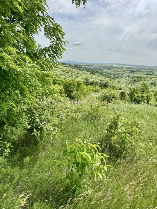 Teren 11.165 mp zona Pacea (lângă Combustibilul/Castillio) – 3400 mp intravilan, utilități la limita de proprietate(gaz,apa,curent electric),13.5 e/mp