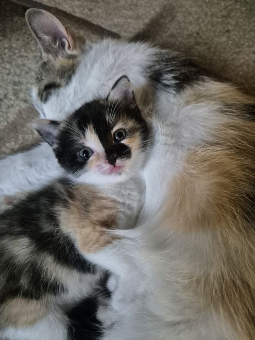 Очаровательный котенок