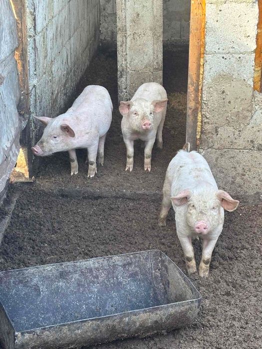 Продавам малко прасенца