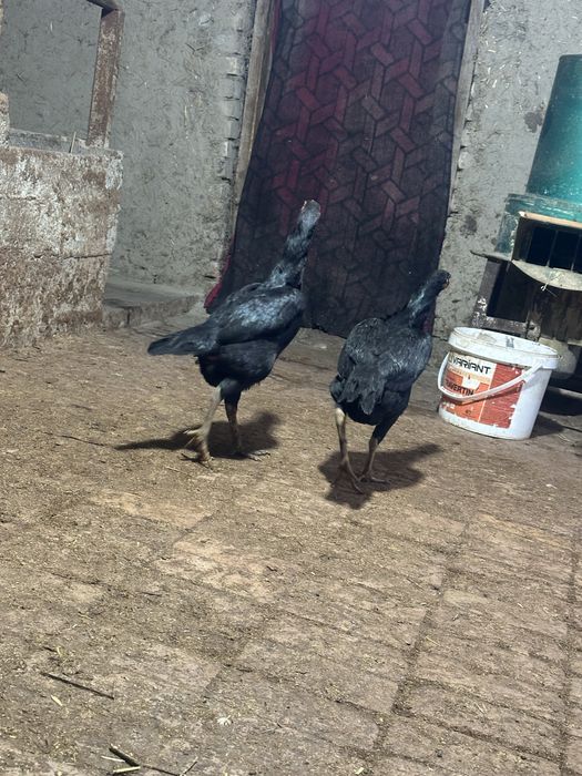 Ганой сотилади йилик товуклар 3,5 кг