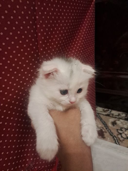 фолд вислоухи кошки