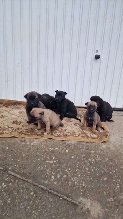 Căței spre adopție