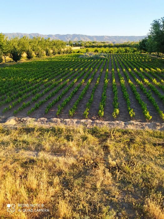 1,2,3, yillik oq cho'p qora kishmish ko'chatlari bor.