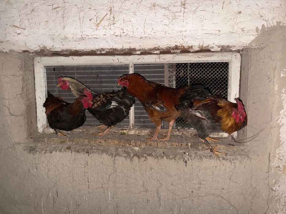 Кораздар сатылады 7еу