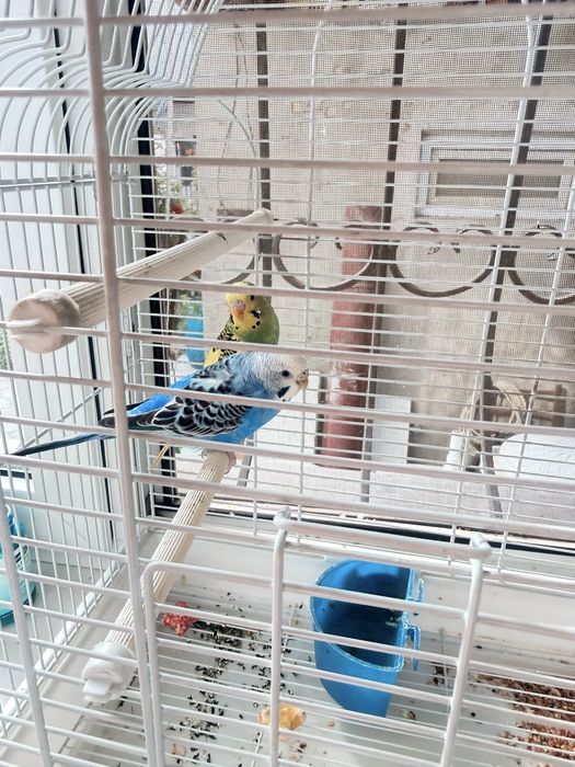 Продаются волнистые попугайчики