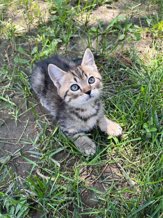 Продам породистых котят