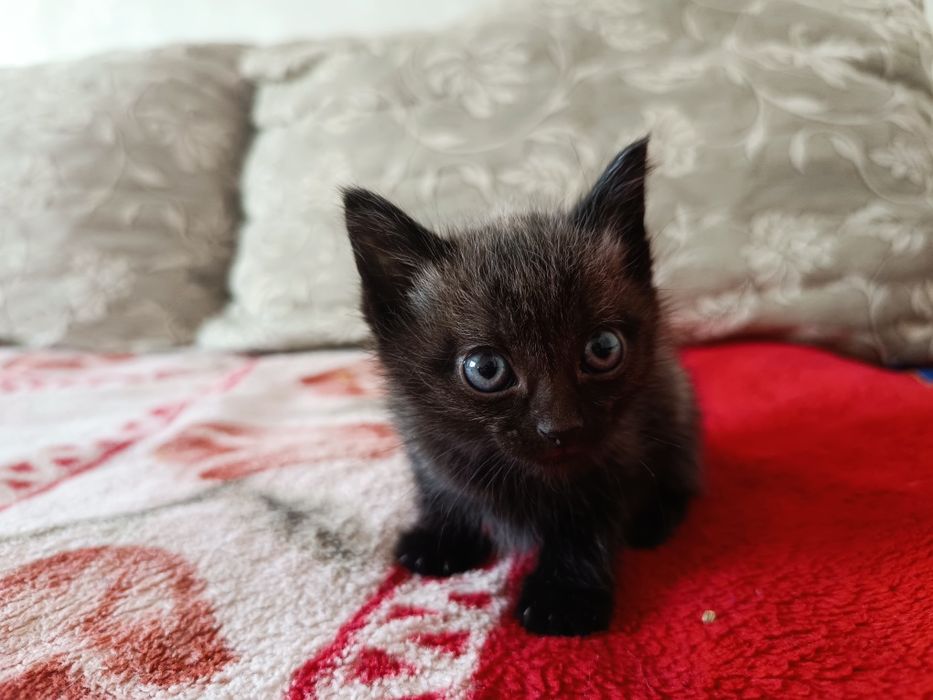 Отдам котят(мальчики)