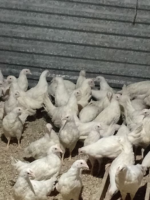 Продаётся куры молодки