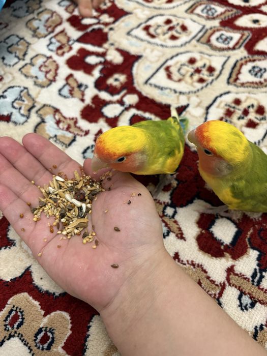 Попугай неразлучники