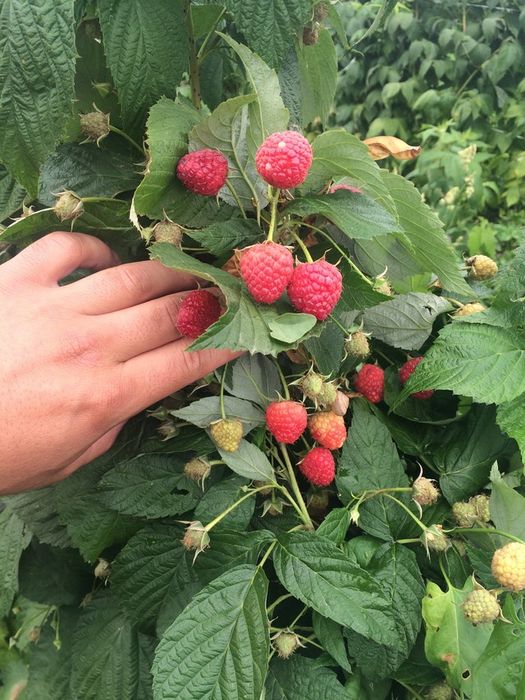 Maravila Malina koʻchati