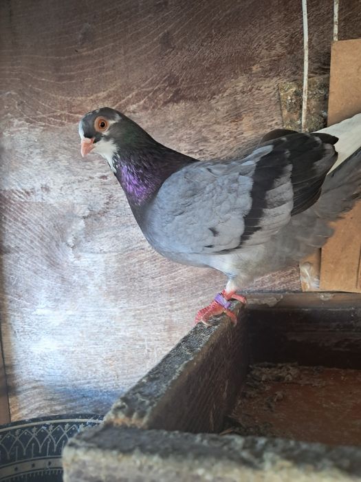 Vând sau schimb jucători de Galați