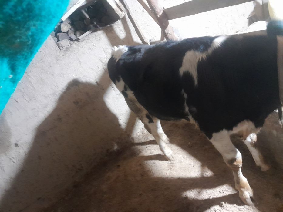 Buqa rossiyskiy paroda.Ferma moli