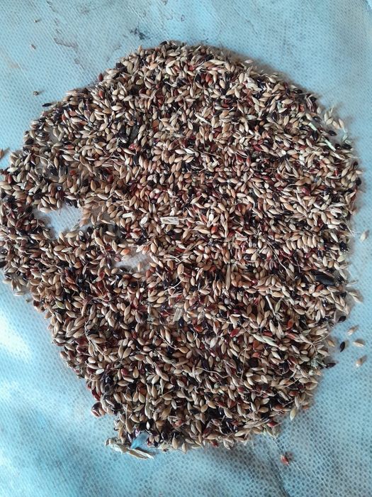 Sparceta, Iarba de Sudan, Trifoi, Mazariche, Ovaz, Iarba de Coasa