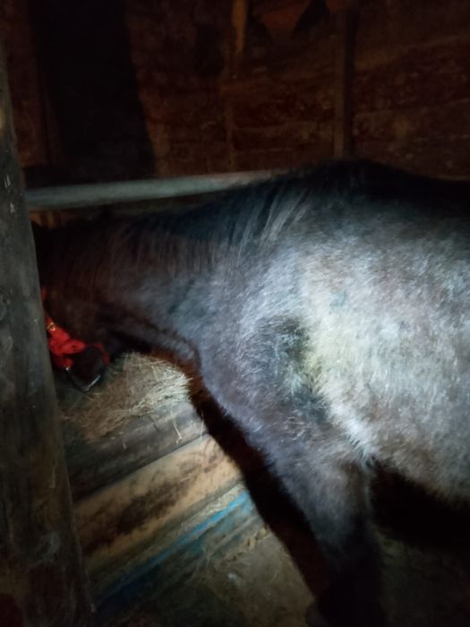 Лашадь, кабыла 3г