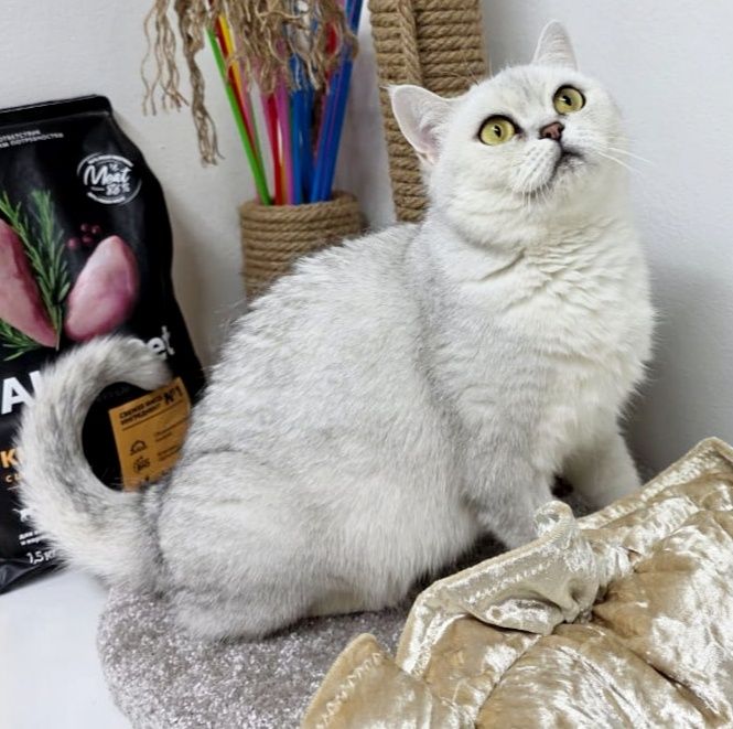 Стерелизованая  кошечка британская
