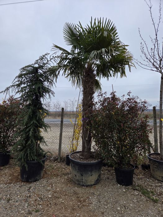 Vindem Mesteacan Alb 3-6 m