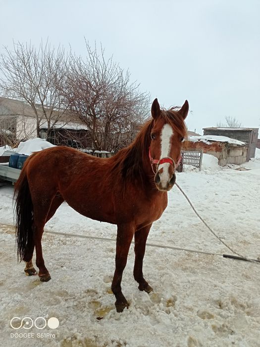 Продам  жеребца.