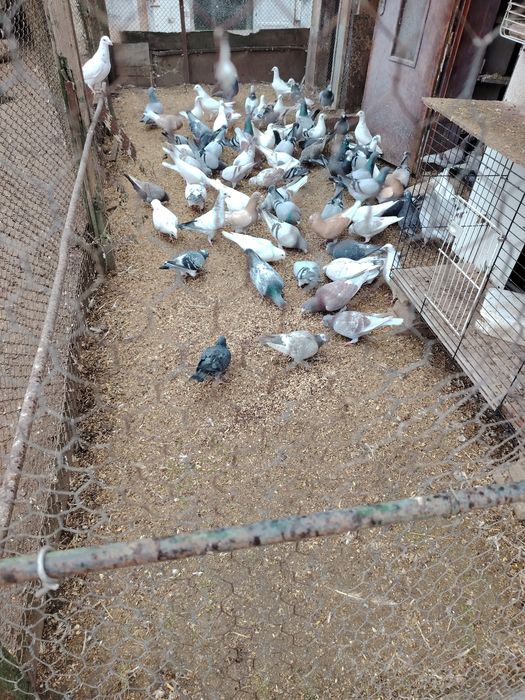 Canar mascul galben și porumbei postasi