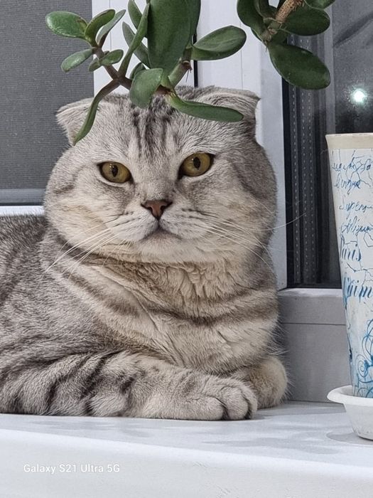 Продам Шотландского котёнка