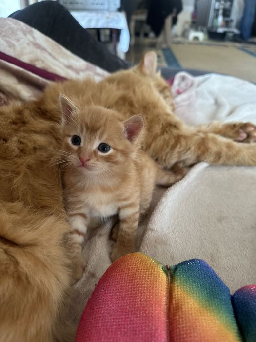 Котенок котик рыжий