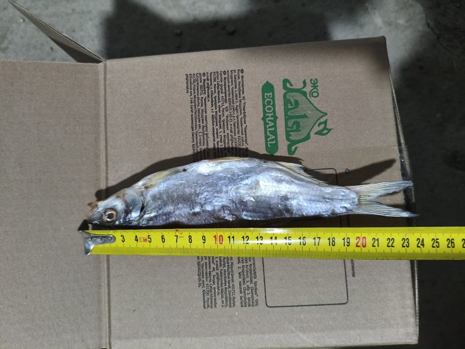 Кепкен рыбец свежий