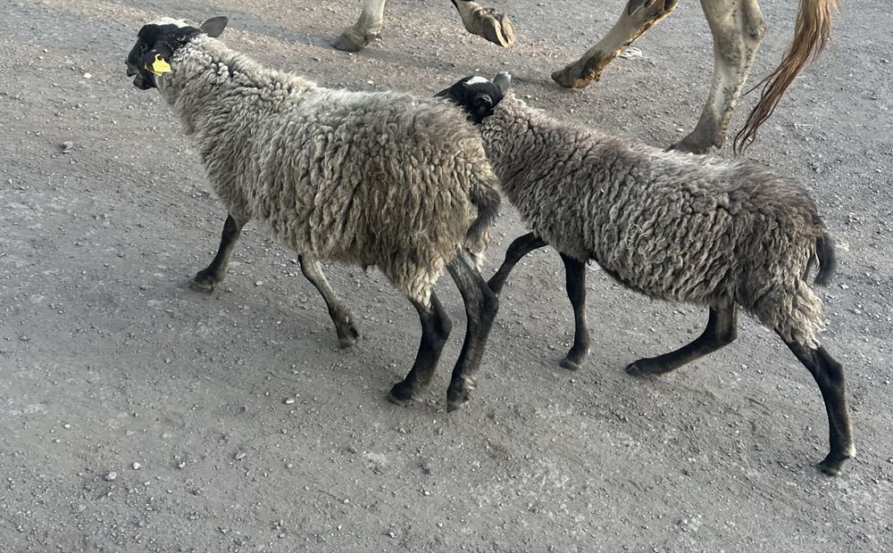 Продам кошкарчиков
