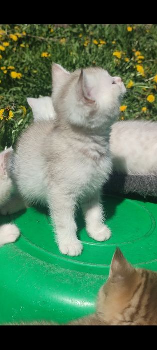 Шатланские котята