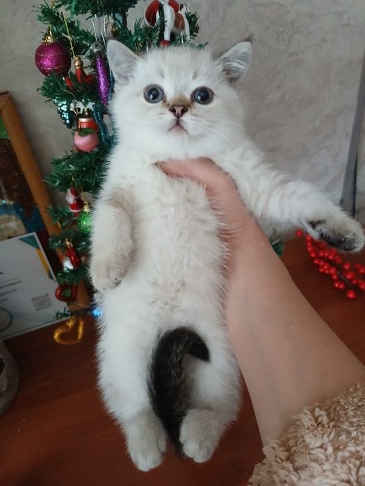 Продаю котенка мальчик