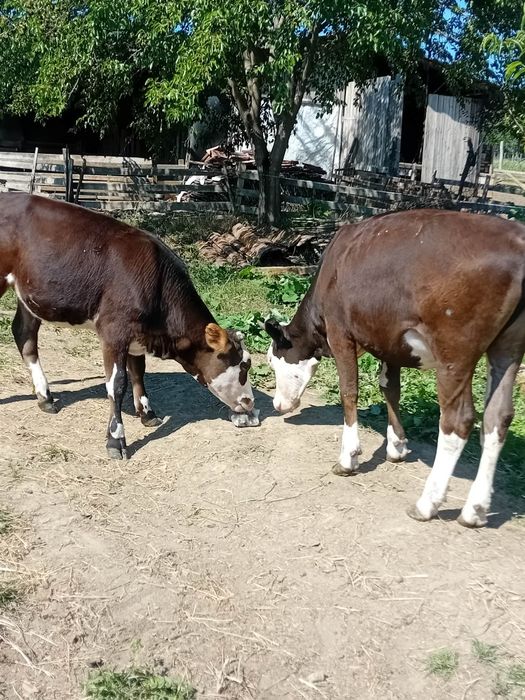 De vanzare  vițele