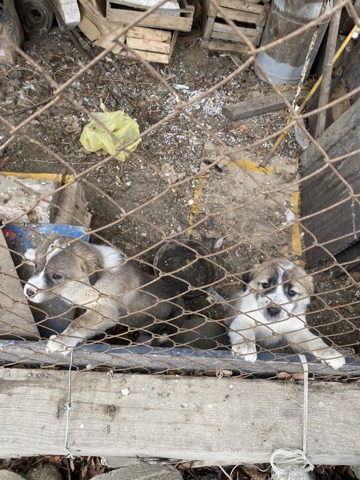 Срочно продам щенки Алабая (САО)