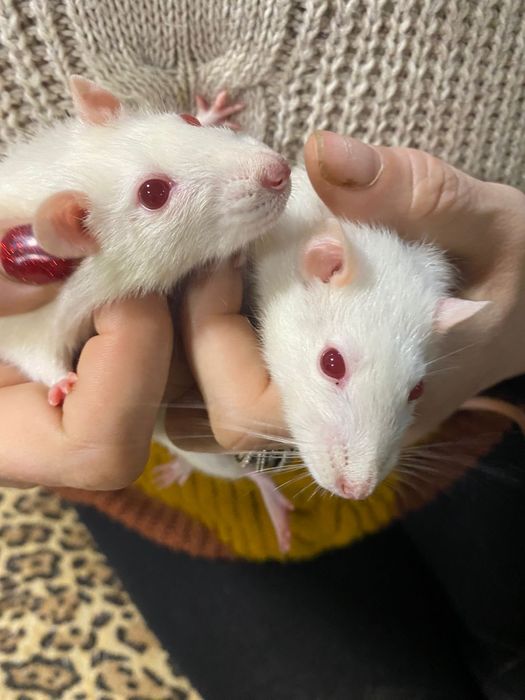 Крысы вместе с клеткой