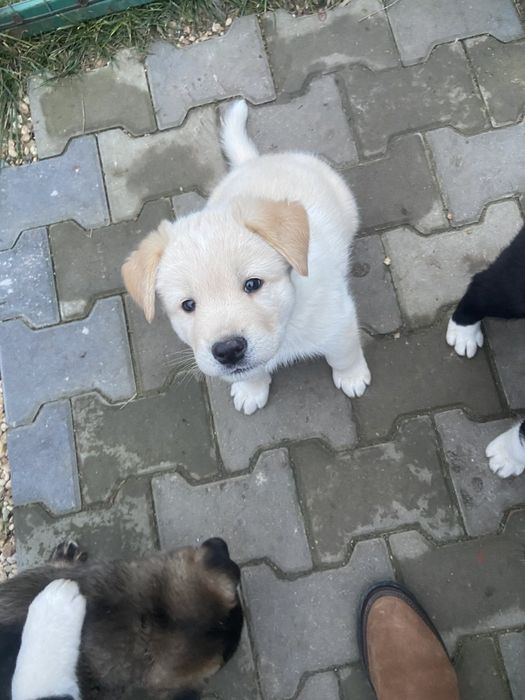 Подарявам кученца