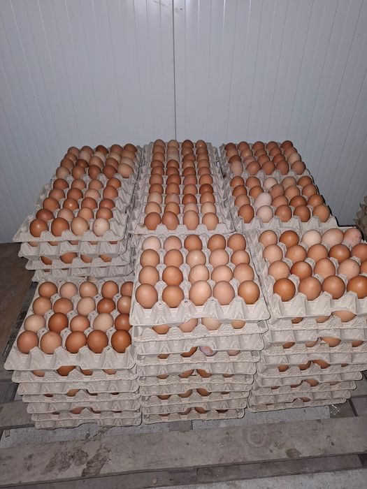 Distribuție oua proaspete