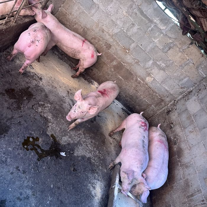 Продавам прасера 60,70 кг