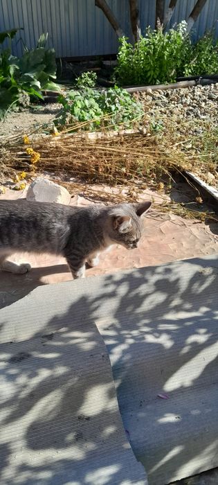 Котята подростки