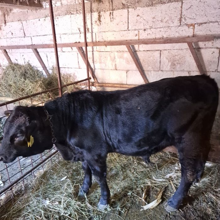Vițel taur angus