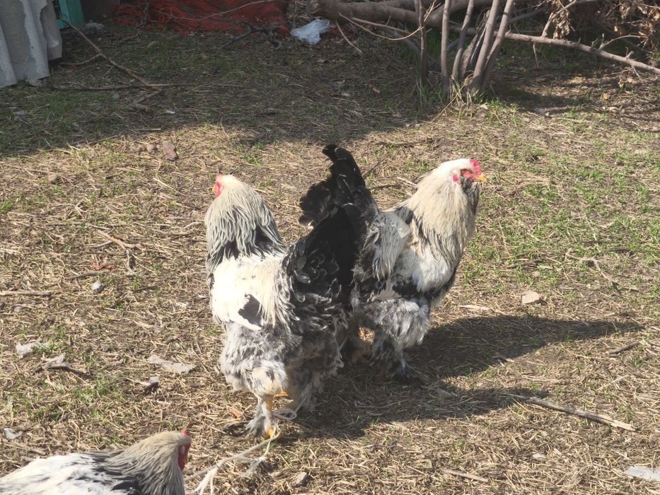 Домашние петухи брама