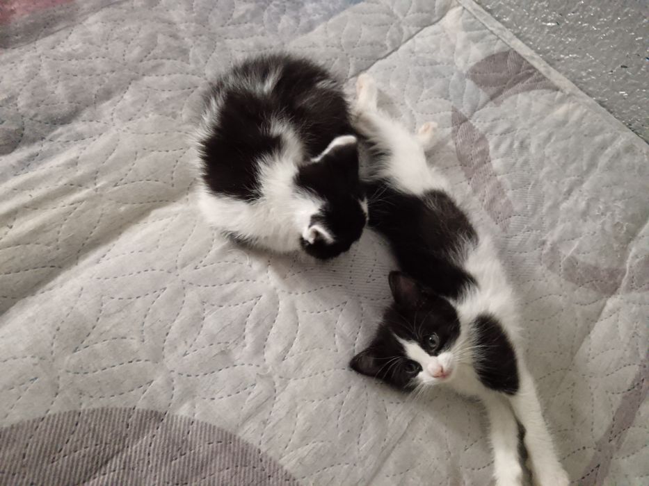 Отдам котят бесплатно