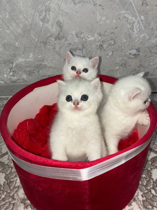 Продаётся котята mushukchalar sotiladi