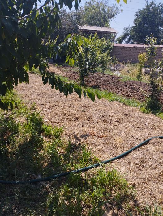 Тоза Калифорния е́мгир чувалчанглари