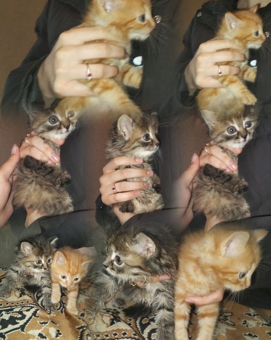 Отдам два котенка бесплатно