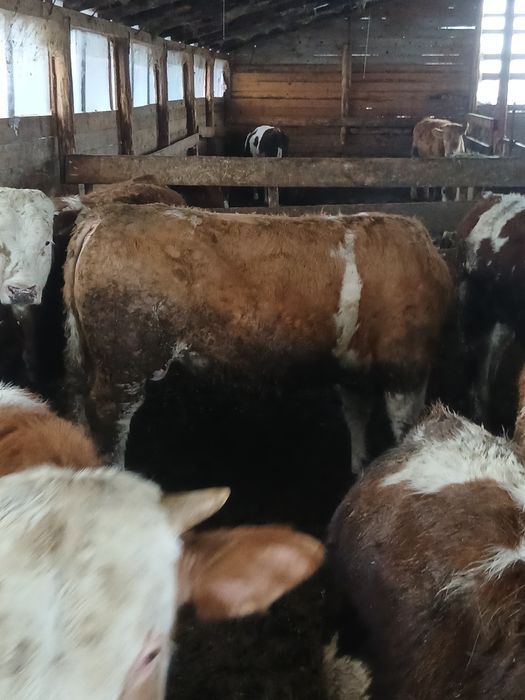 Vand 10 tauri cu media de 300kg