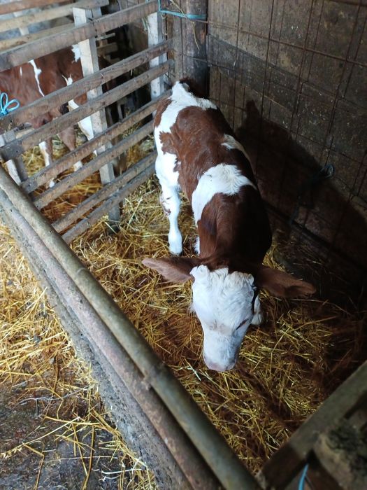 Vind 2 tăuraș bălțați sugari.