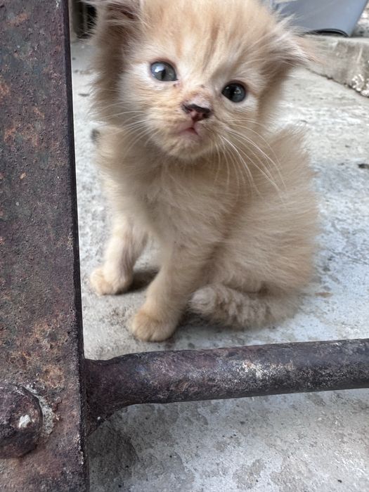 Отдам котят в хорошие руки