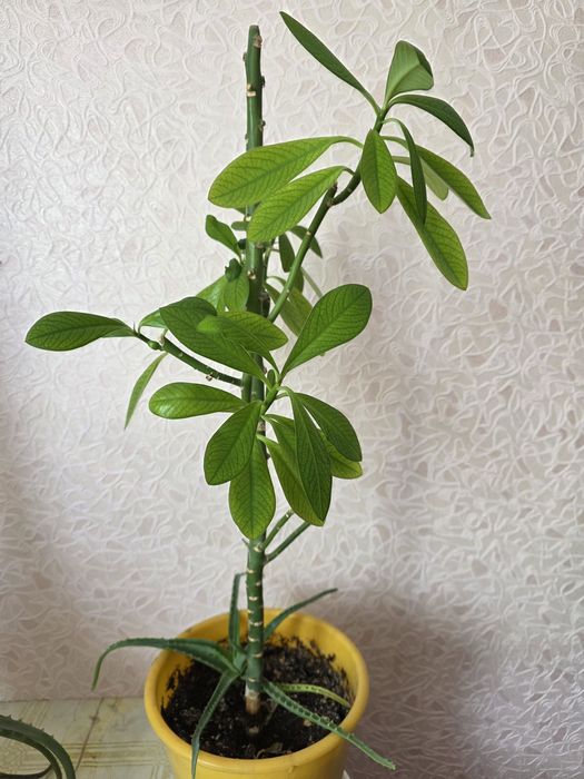 Плюмерия (Франжипани)