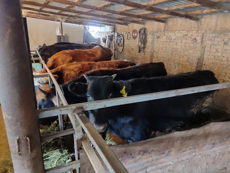 Продам телок КРС