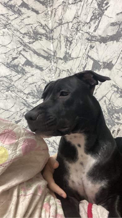 продам, пит бультерьер