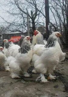 Brama tuxumlari sotiladi juja ochirish uchun