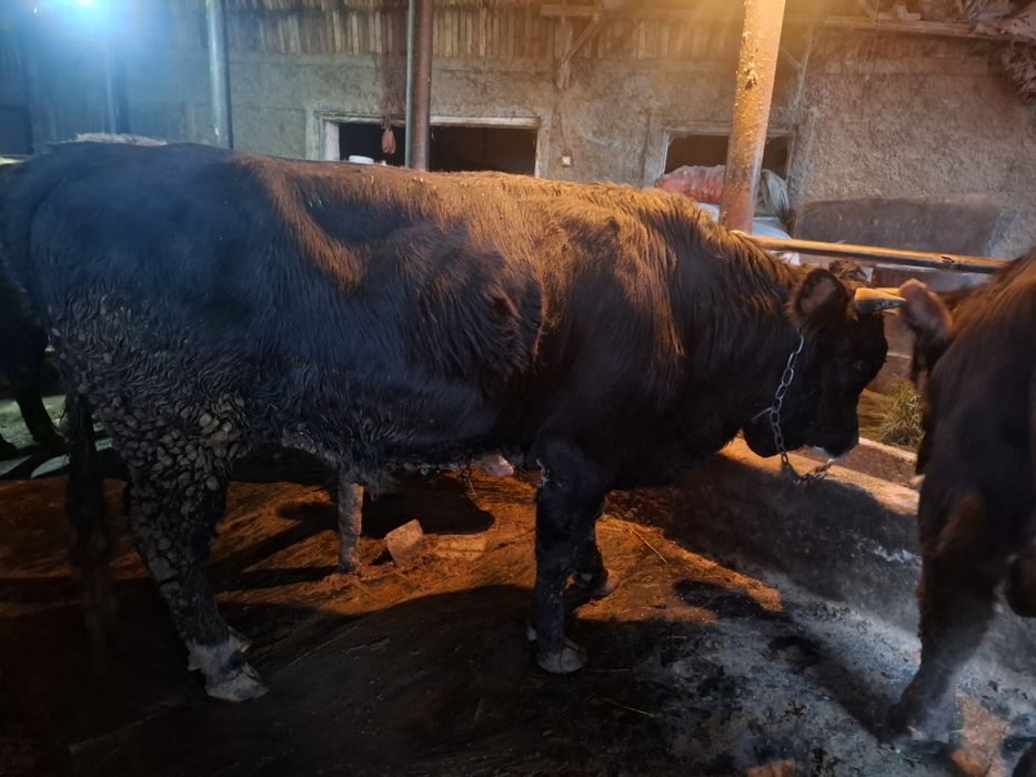 Продам быка возраст 2 года!